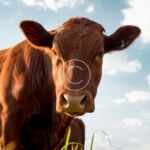 From farm to market innovative solutions for agripreneurs